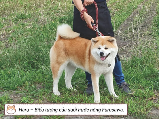 Haru - Biểu tượng của suối nước nóng Furusawa.